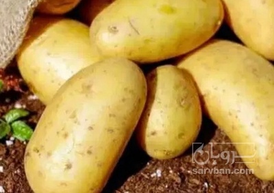 فروش سیب زمینی اسپریت