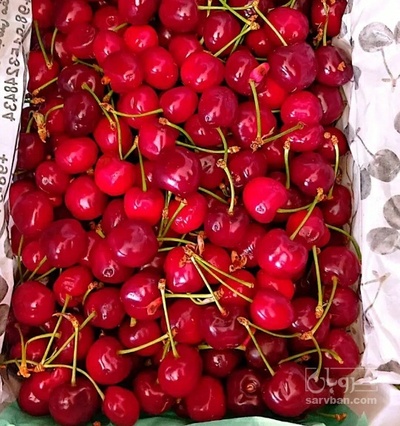 فروش گیلاس