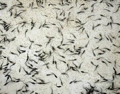 فروش لارو ماهی  کپور پرورشی