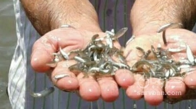 فروش  بچه ماهی آمور علف خوار