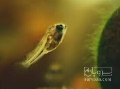 فروش لارو ماهی کوی