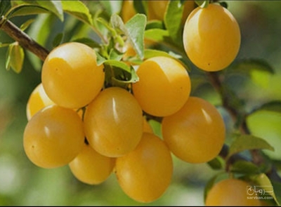 فروش آلوقطرطلا