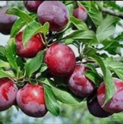 فروش آلوموریتانی
