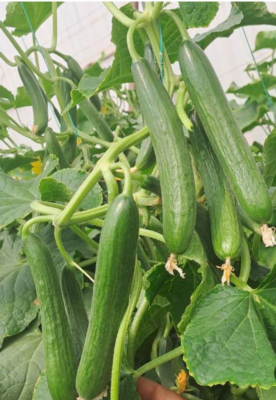 فروش خیار