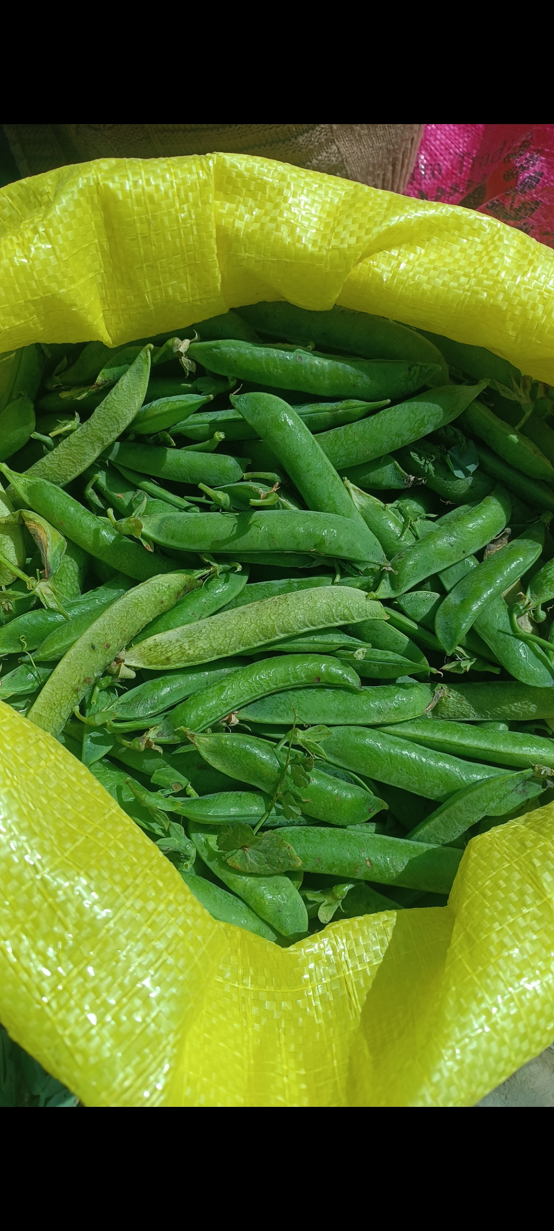 فروش نخود فرنگی