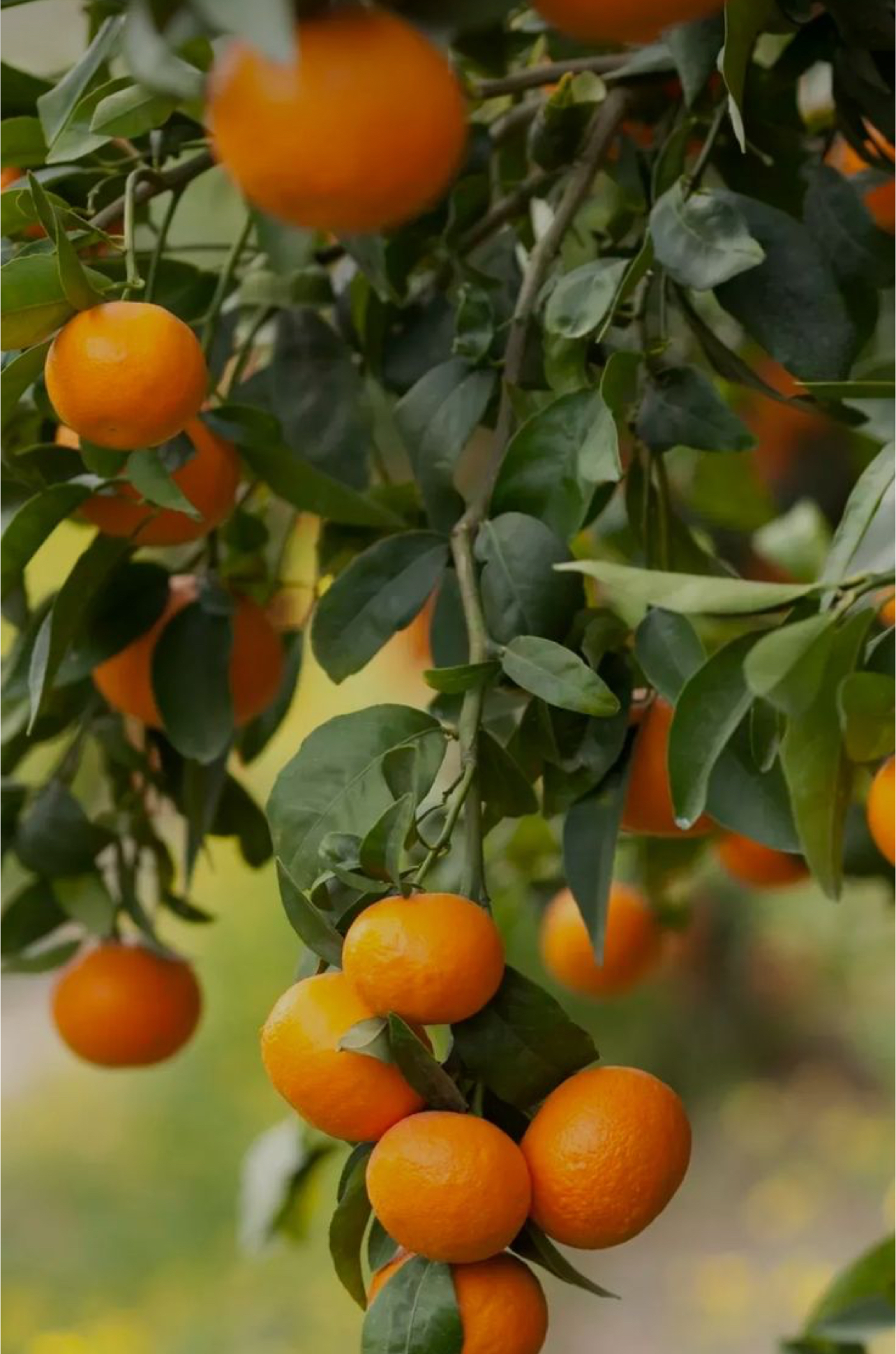 فروش نارنگی ژاپنی