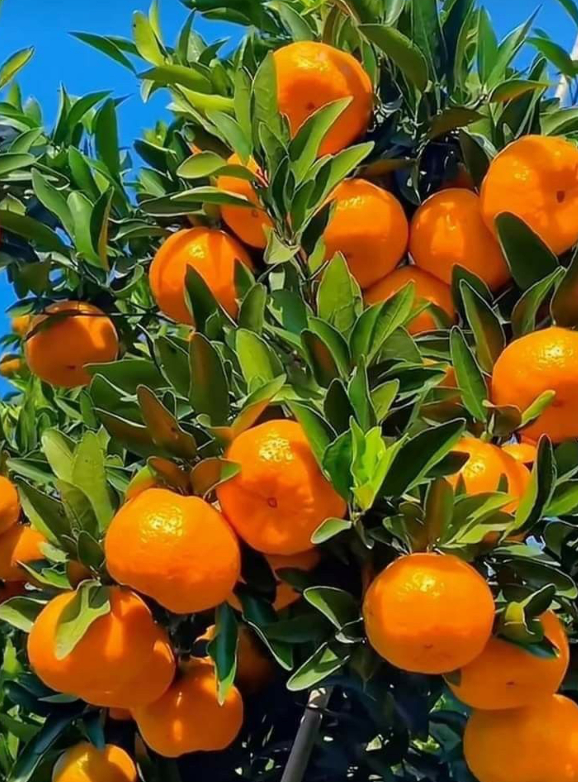 فروش نارنگی کاراکارا