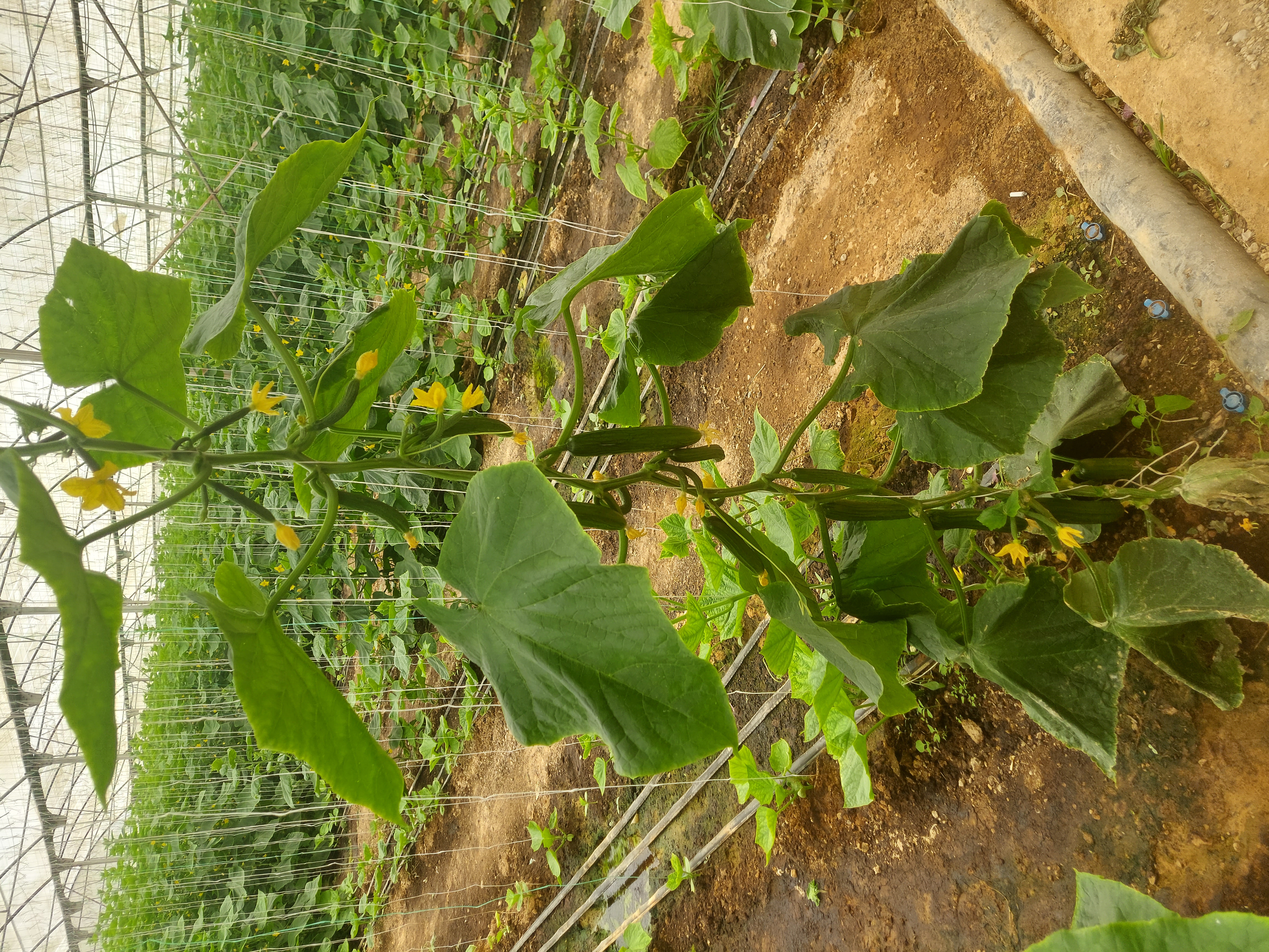 فروش خیار