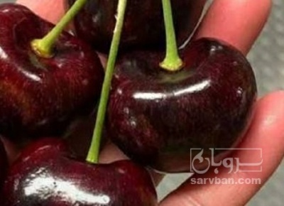 فروش گیلاس