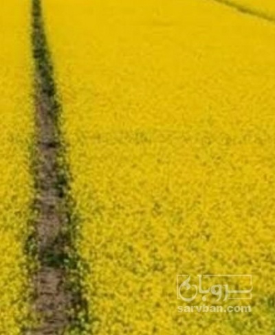 فروش کلزا