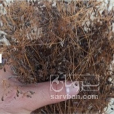 فروش زیره (گیاه‌ دارویی)