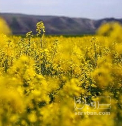 فروش کلزا