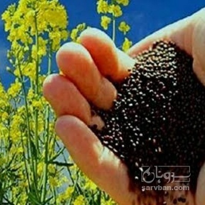 فروش کلزا