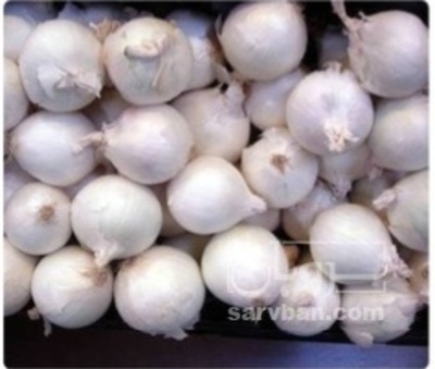 فروش پیاز