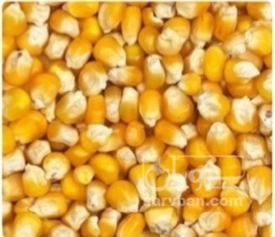 فروش ذرت
