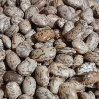 فروش لوبیا چیتی