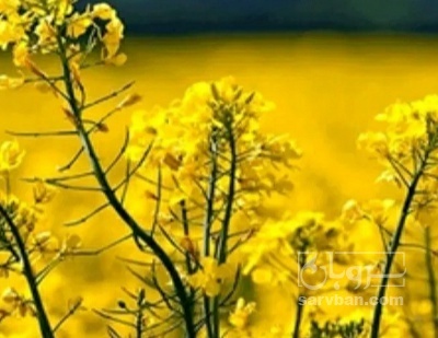 فروش کلزا