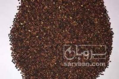 فروش کلزا