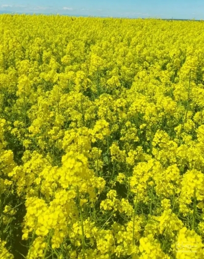 فروش کلزا