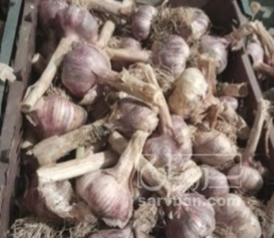 فروش سیر