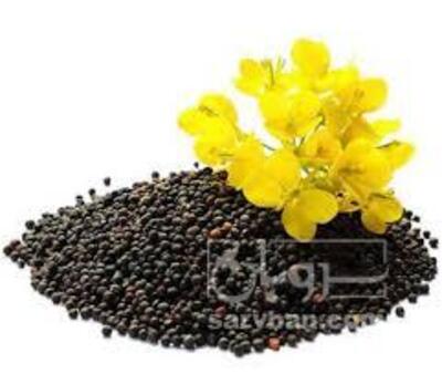فروش کلزا
