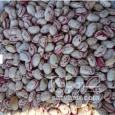 فروش لوبیا چیتی