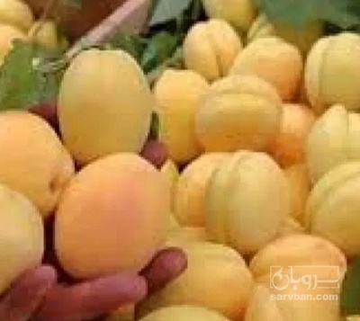 فروش زردآلو