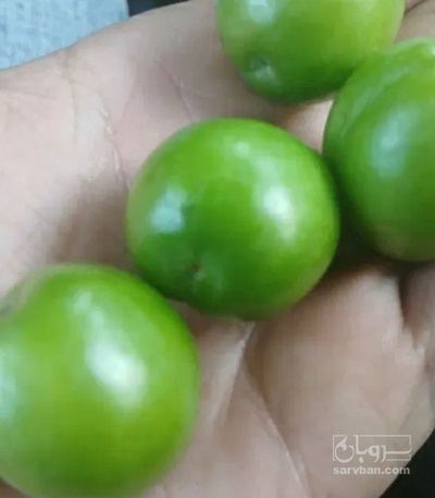 فروش گوجه سبز