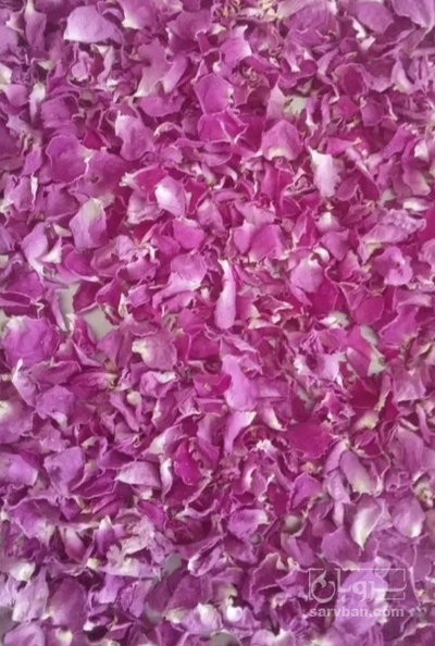 فروش گل محمدی (گیاه‌ دارویی)