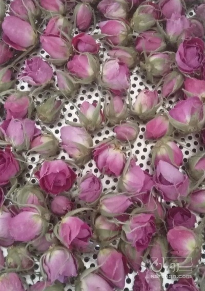 فروش غنچه گل محمدی (گیاه‌ دارویی)