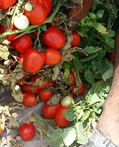 فروش گوجه فرنگی فورمنت