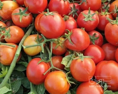 فروش گوجه فرنگی بروبیو