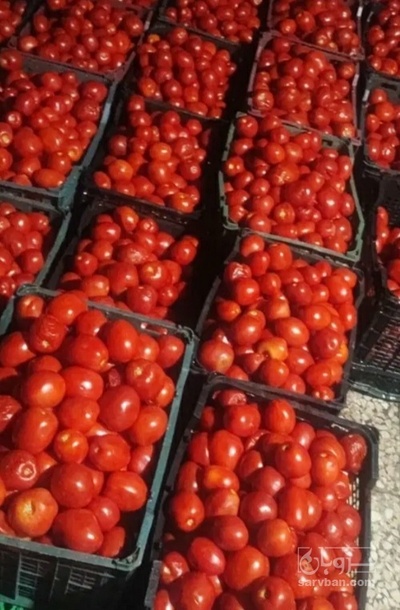 فروش گوجه فرنگی سانسید