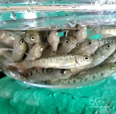 فروش  بچه ماهی کپور پرورشی