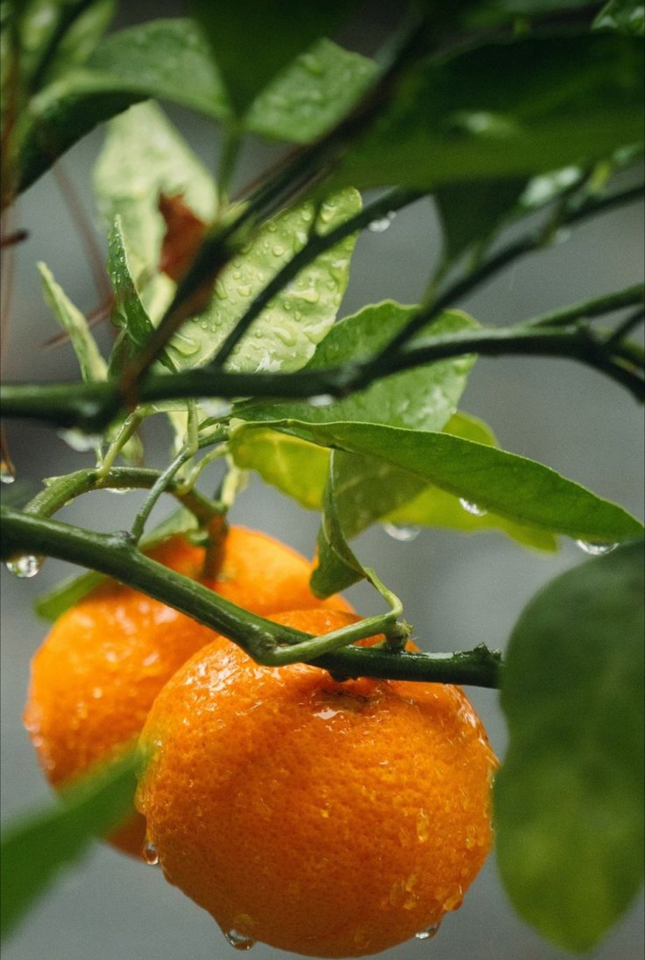 فروش نارنگی ژاپنی