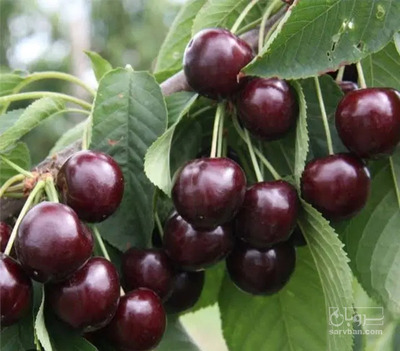 فروش گیلاس