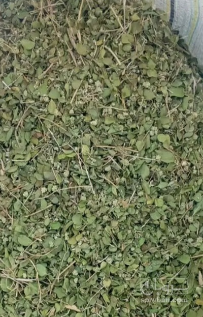 فروش آویشن خشک (گیاه‌ دارویی)