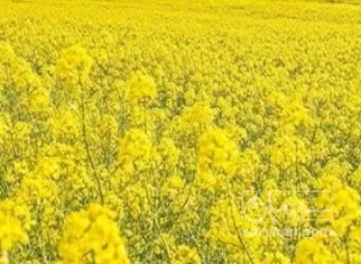 فروش کلزا