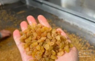 فروش کشمش