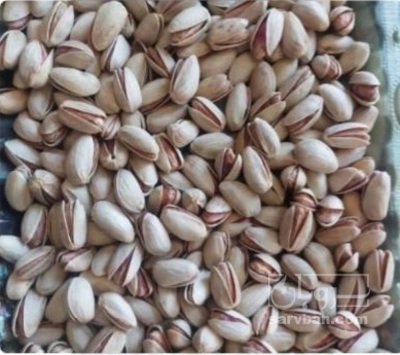 فروش پسته
