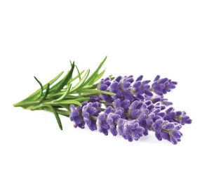 فروش اسطوخودوس (گیاه‌ دارویی)