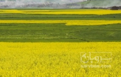 فروش کلزا