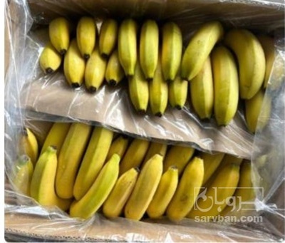 فروش موز