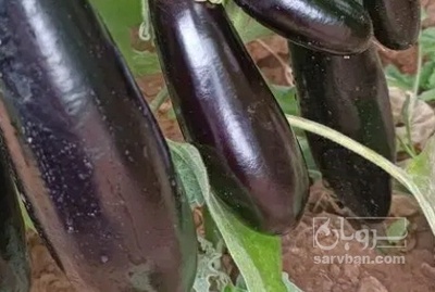 فروش بادمجان