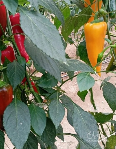 فروش فلفل کاپی رنگی