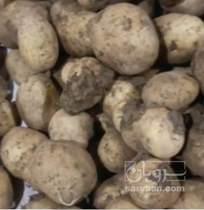 فروش سیب زمینی