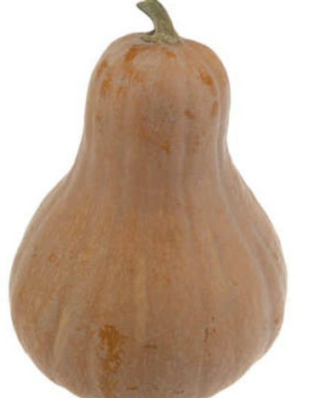 فروش کدو