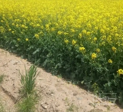 فروش کلزا