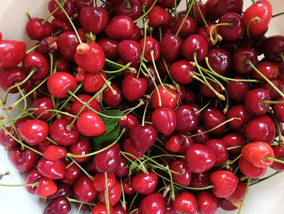 فروش گیلاس