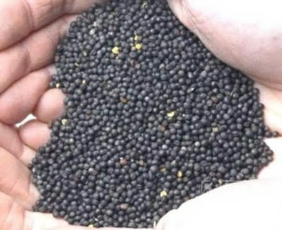 فروش کلزا